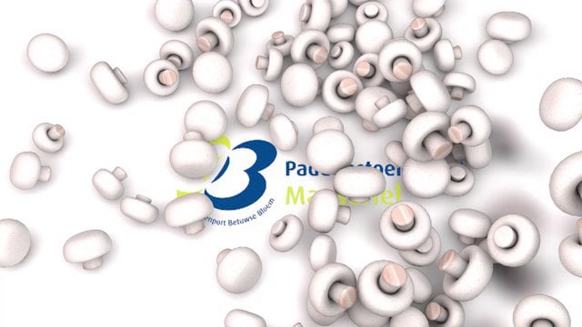champignons intro animation - 