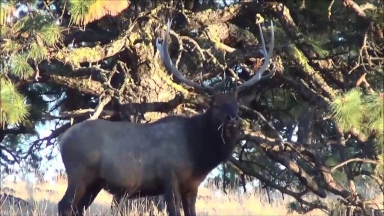 2013 Elk Song Ranch Hunting Properties for Sale Elk Hunting