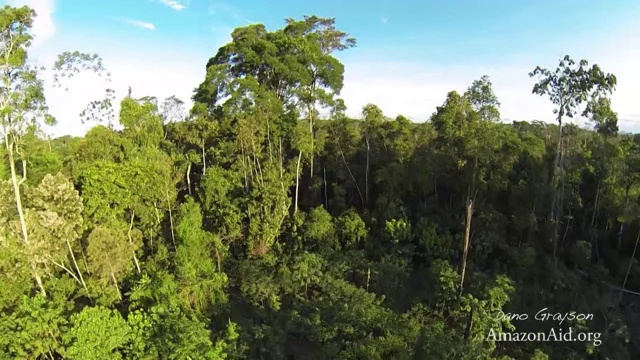 What Are the Causes and Effects of Deforestation?