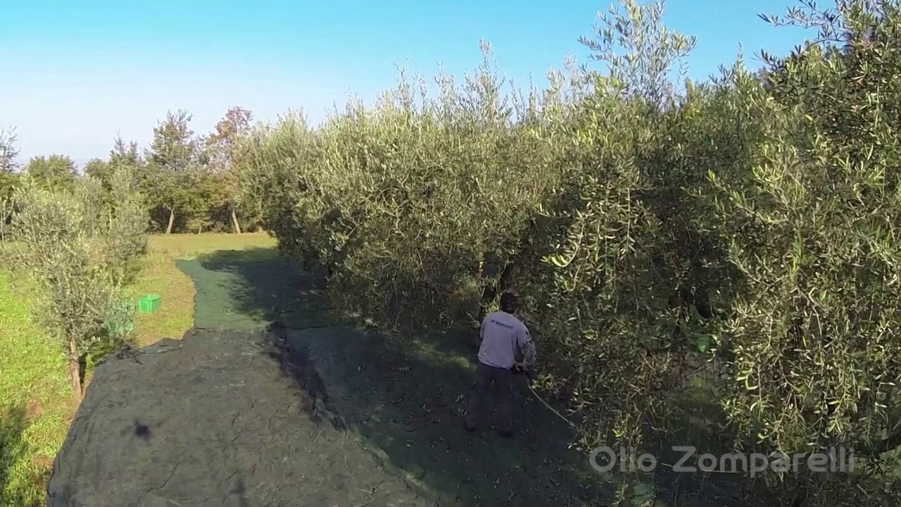 Raccolta Olive 2013