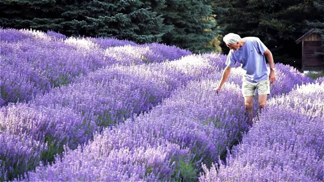 Sacred Mountain Lavender Farm