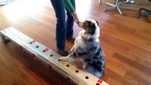 Australian Shepherd, Stewie, the thorough and meticulous cancer detection dog, detecting ovarian cancer