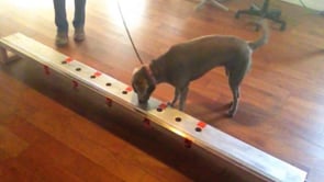 Related Embedded Video Item Thumbnail