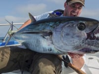 fly fishing bluefin tuna