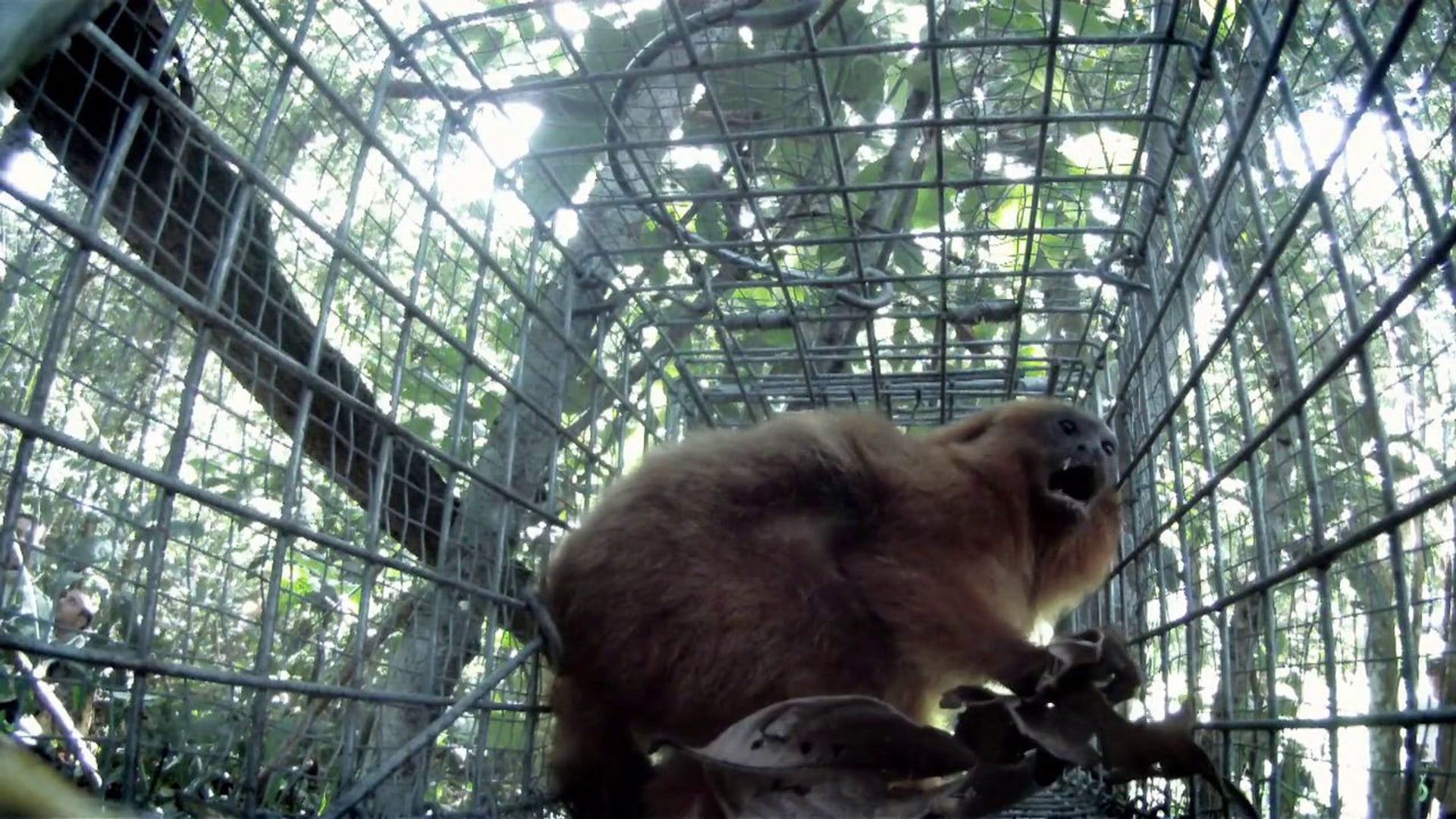 Salvos da Extinção - Mico Leão Dourado (Trailer)