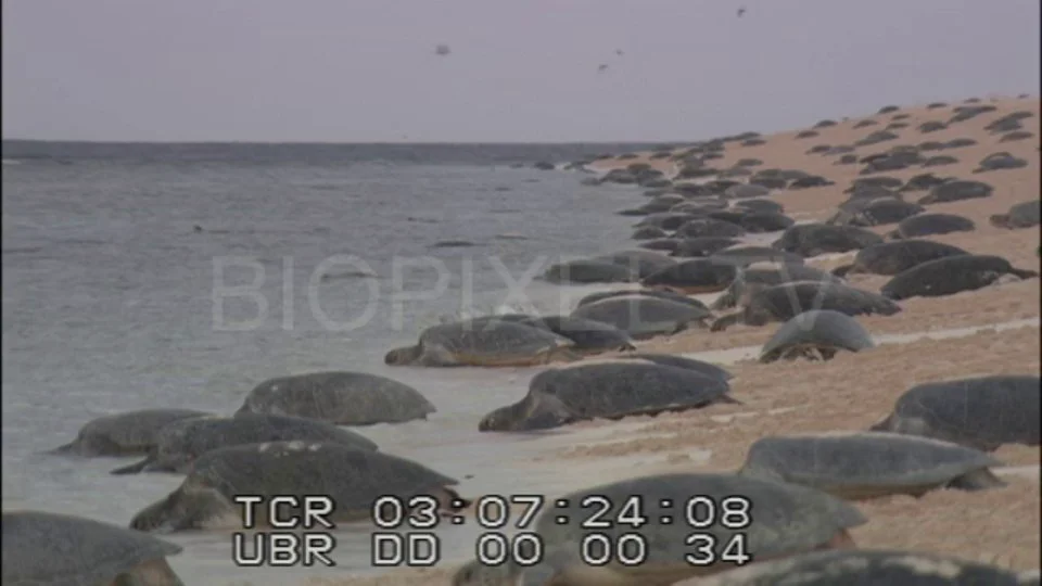 Sea Turtles - Mass of green sea turtles nesting in the morning 4 on Vimeo