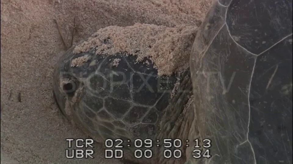 Green Sea Turtles Nesting Mass nesting of green sea turtles at Raine