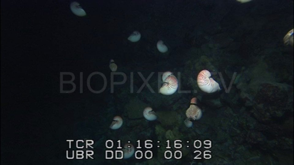 Deep Sea - Mass of nautilus on Vimeo