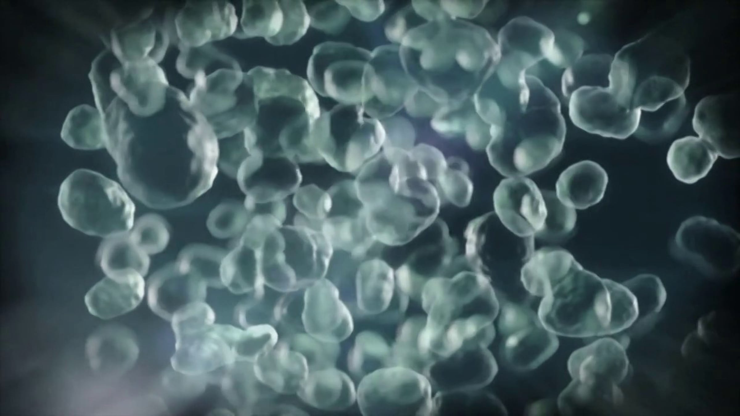 Introduction to Bacteria | Videos & Movies on Vimeo