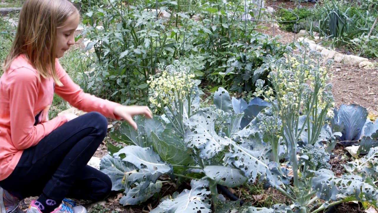 the-austin-waldorf-school-on-vimeo