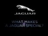 Jaguar - What Makes a Jaguar Special - #1593 (70488)