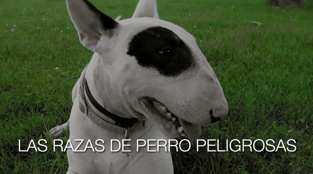 Cuál es el perro más peligroso del mundo