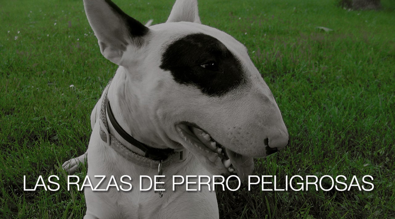 Cuál es el perro más peligroso del mundo