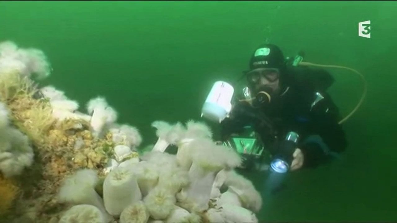 Extrait Le printemps sous la mer en ria d'Etel / France 3 Ouest / Sebastien Thiébot / Aqua Sapiens