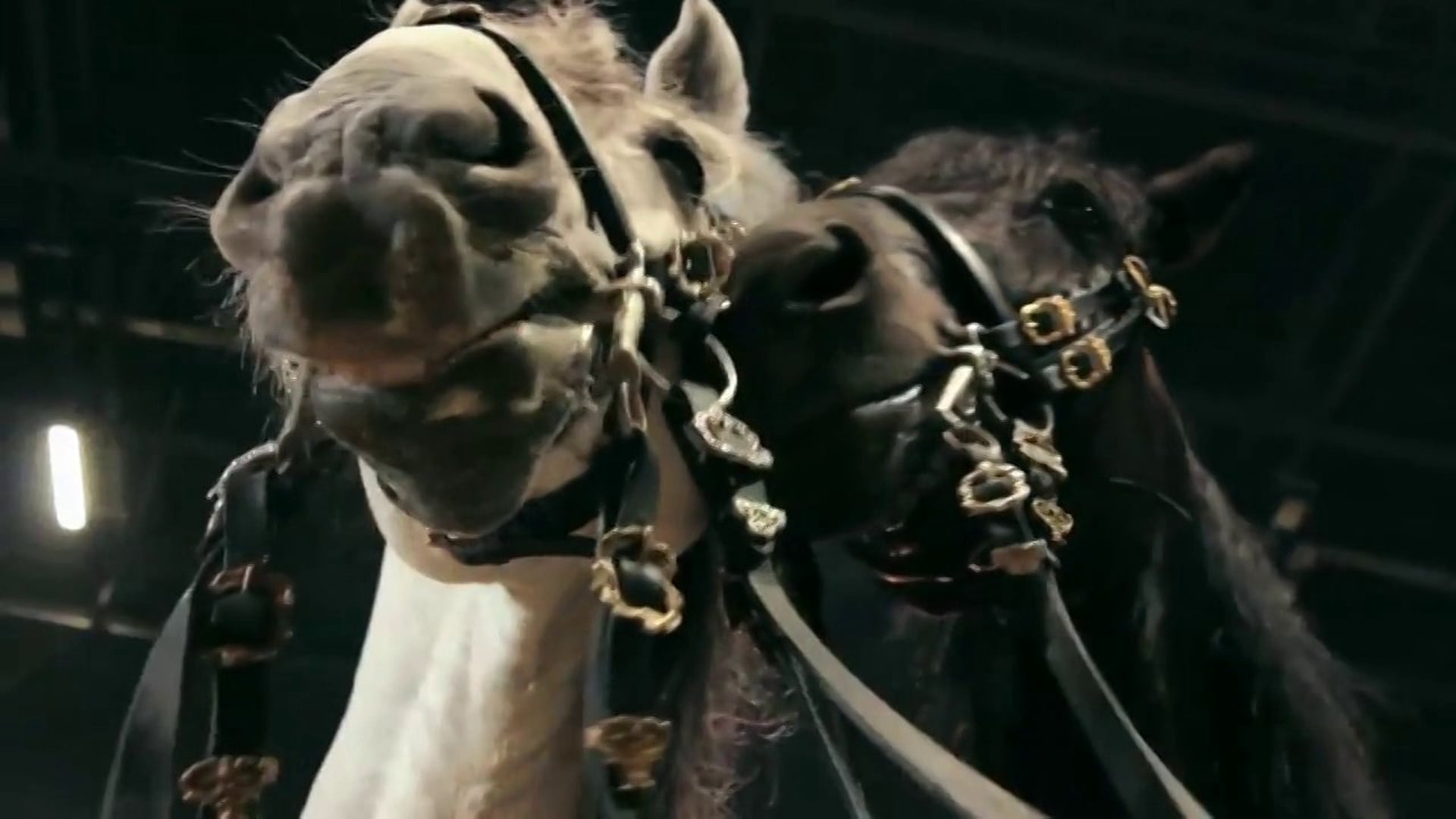 Apassionata Backstage