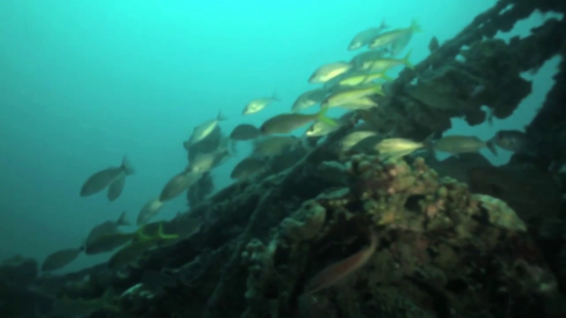 Zingara Wreck 11.27.2013