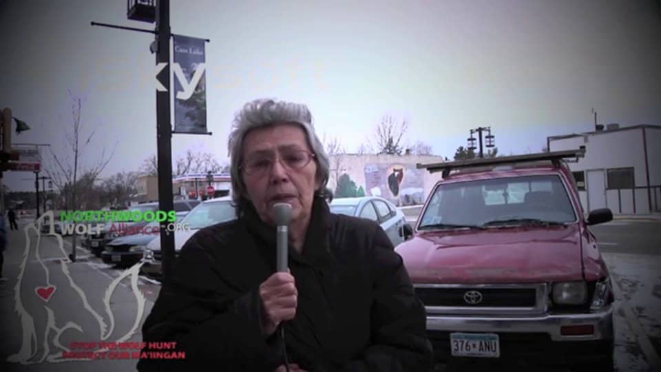 STOP the SPORT HUNT ON MA'IINGAN! White Earth Office, Cass Lake, MN