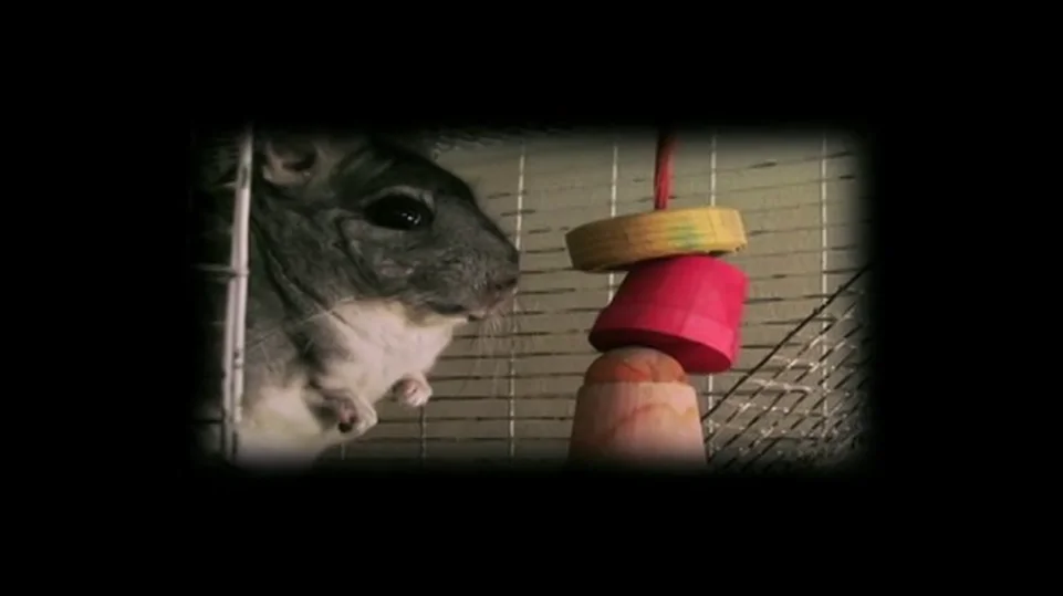 Chinchilla TV on Vimeo