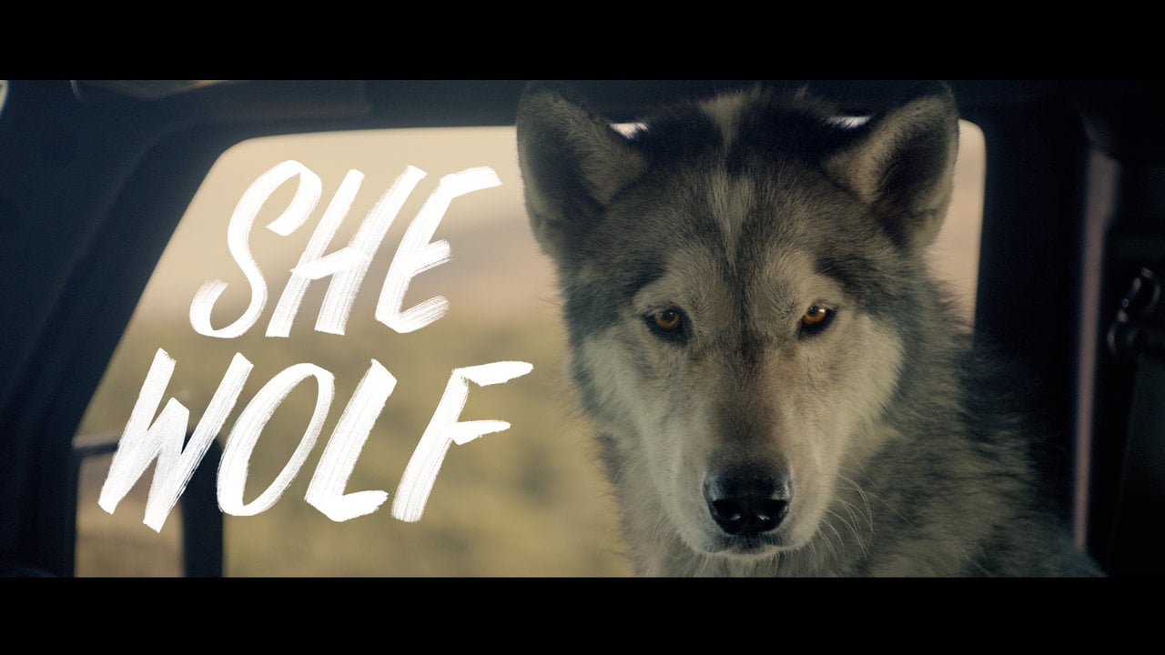 Who is the wolf. Студия: Wolf films -.