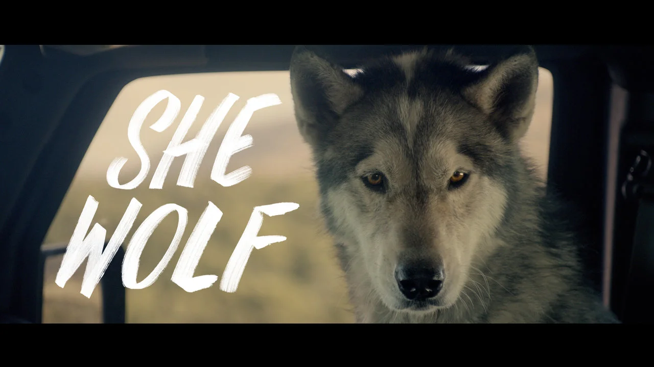 Студия: Wolf films -.