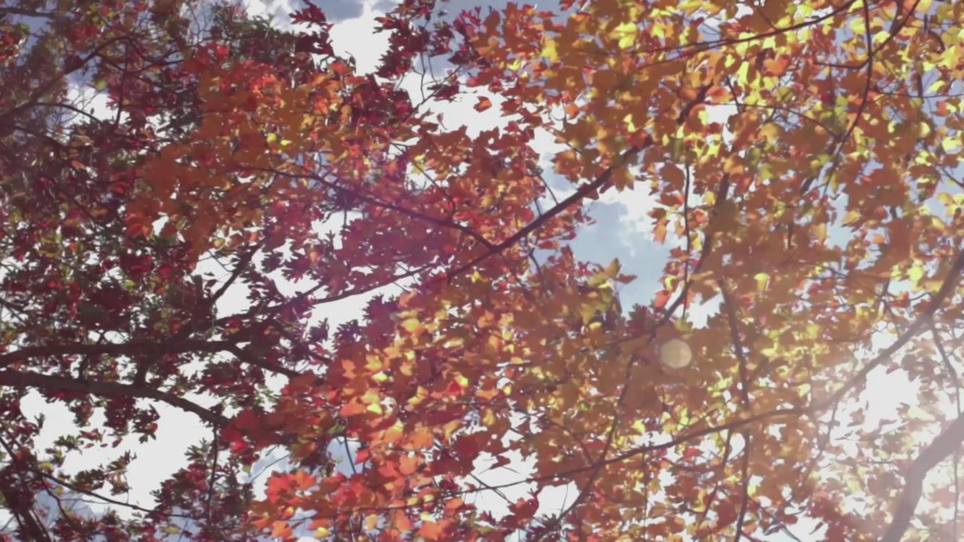 Fall
