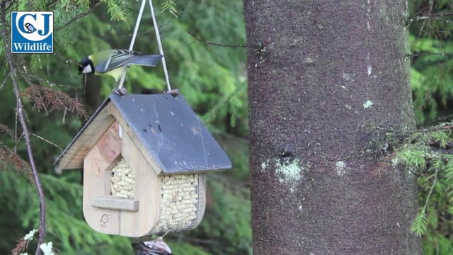 Jupiter Suet Feeder