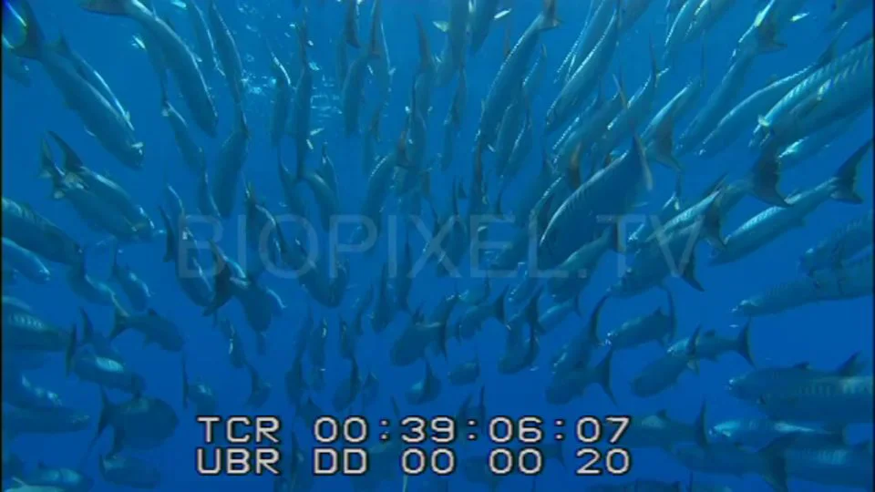 School of barracuda in a bait ball on Vimeo