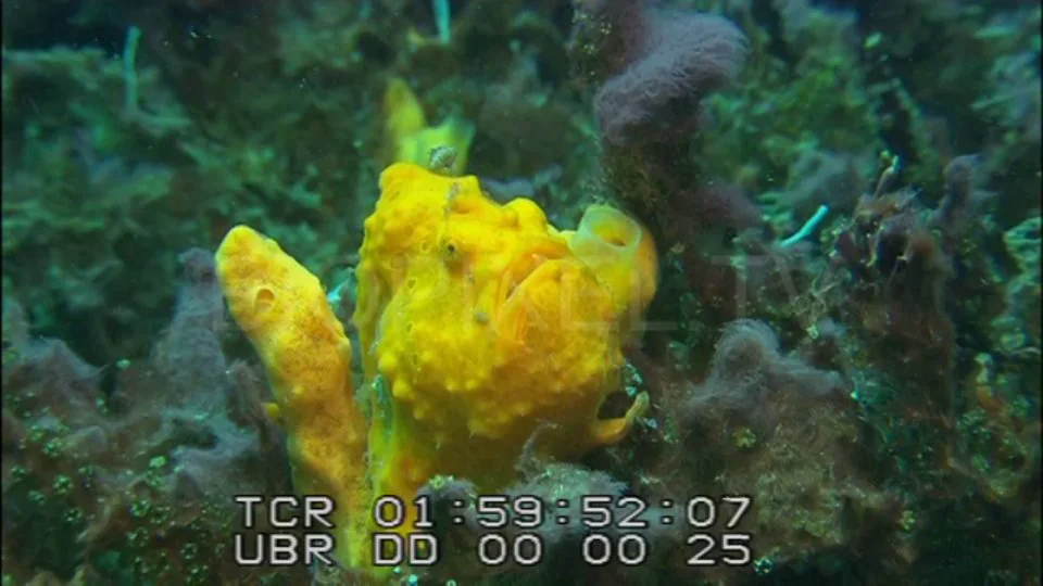Underwater Indonesia - Yellow anglerfish / Frogfish on Vimeo