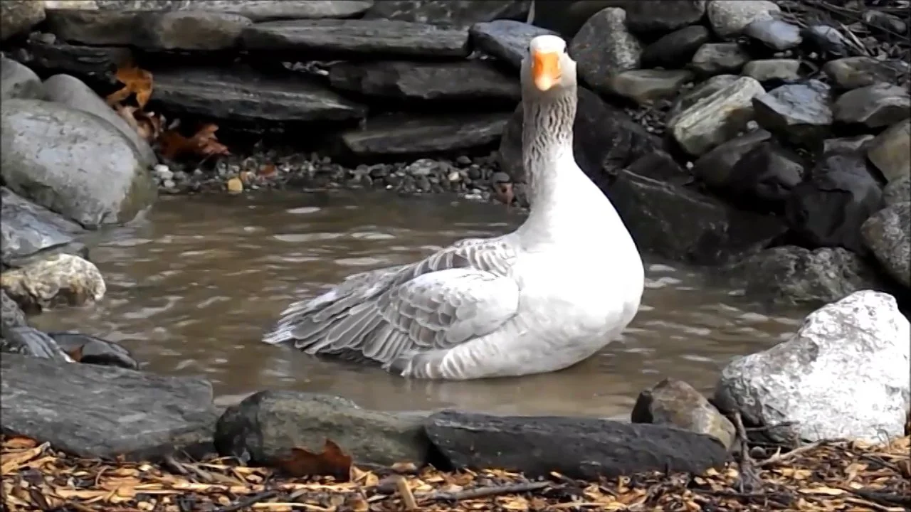 American Buff goose - Amerikaanse buff gans - Ander domesticus on Vimeo