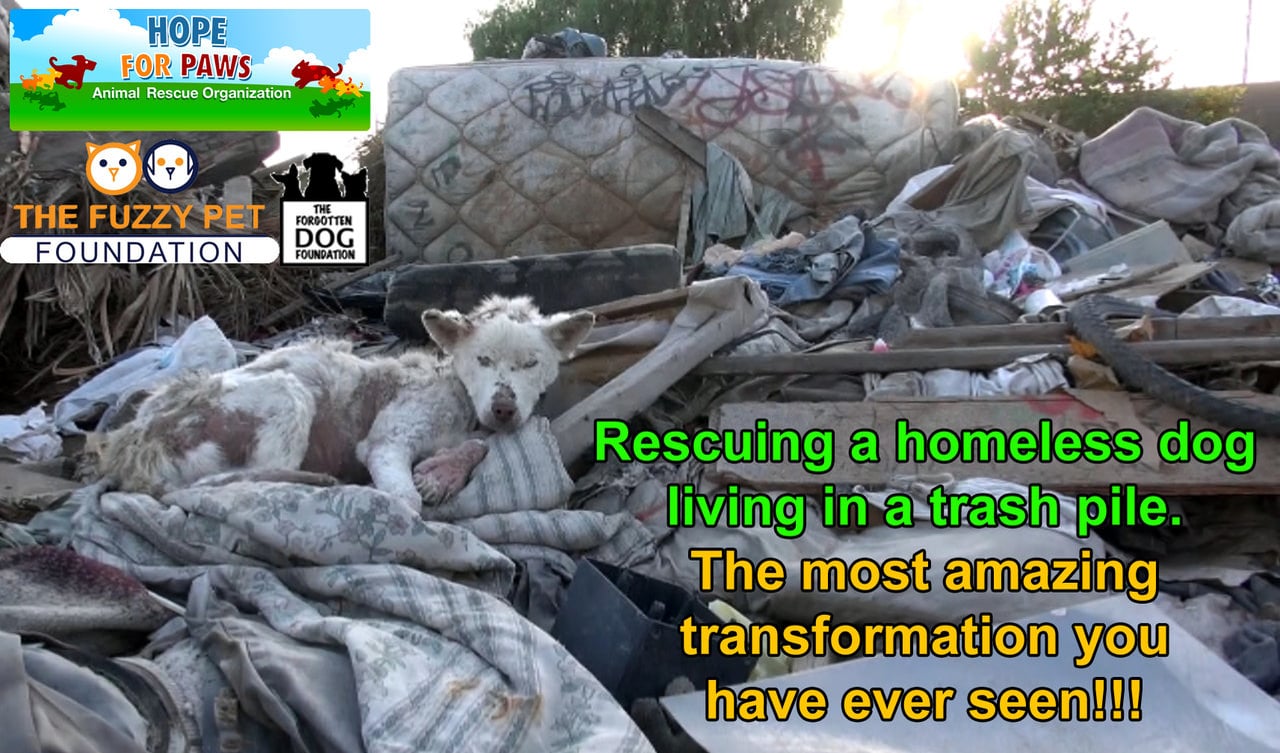 Развлечение для собак летом. Malik montana. Fill in rescue homeless. Fill in rescue homeless. Fill in rescue homeless.