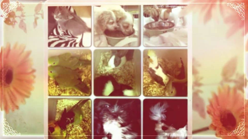 Pets Are Our World Our Pet World Coupon Code Voucher Code,Promo Code