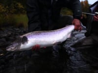 "We are called Salmon Junkies!"