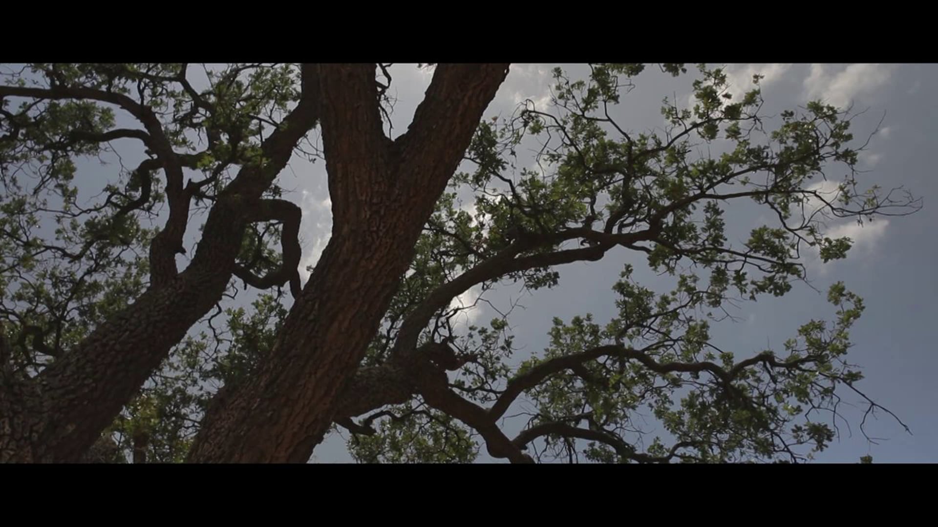 Reel v.1