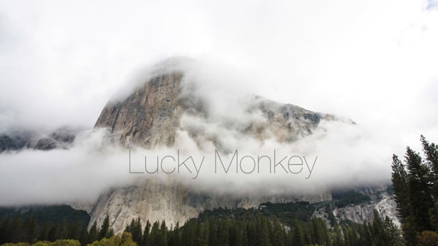 Lucky Monkey