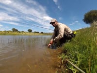 Fly Fishing for Carp - PT