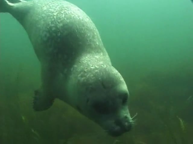 Hungry Point Harbor Seals, Fishers Island NY