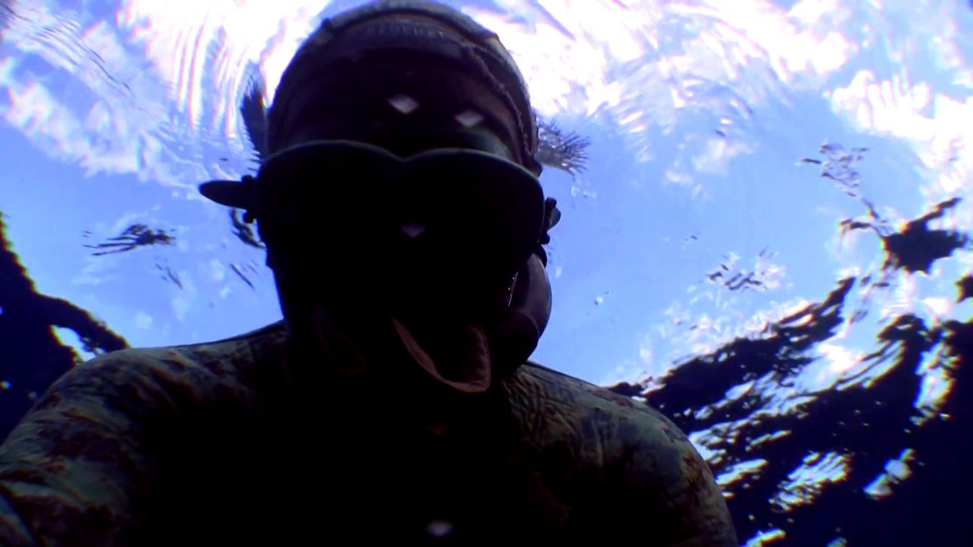 Freediving with Barracuda and Atlantic bonito