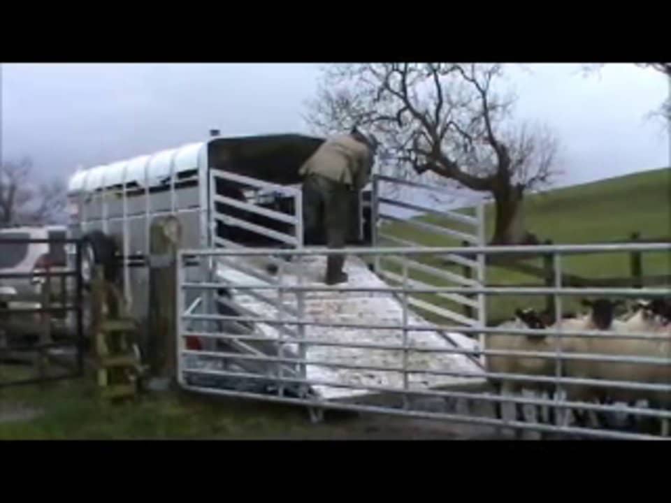Loading And Unloading Sheep Onto A Livestock Trailer on Vimeo