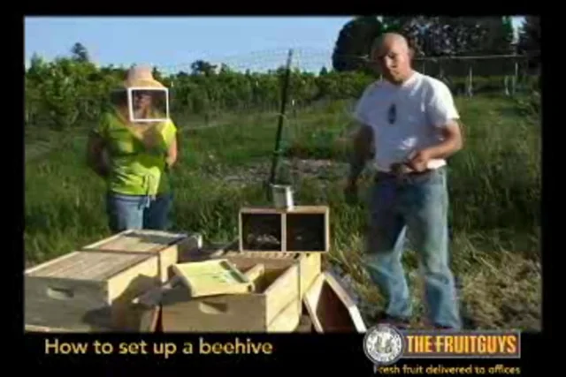 The Beehive Set