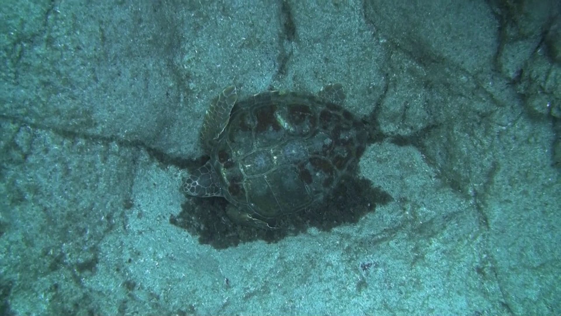 Turtles in Flores island(Azores) (Caretta caretta)