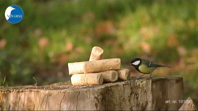 ENERGIRULLE MED INSEKTER - 6ST.