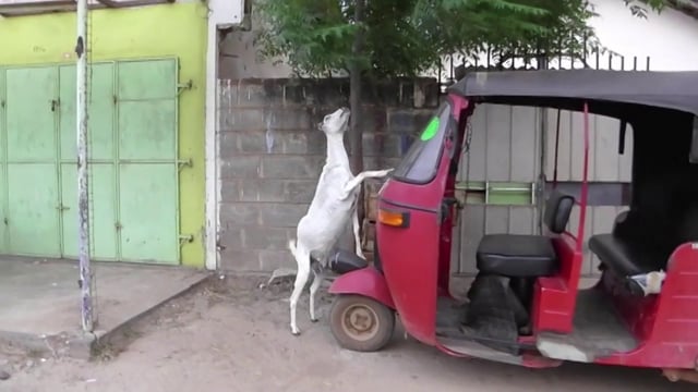 Nino Best Srilanka 2013