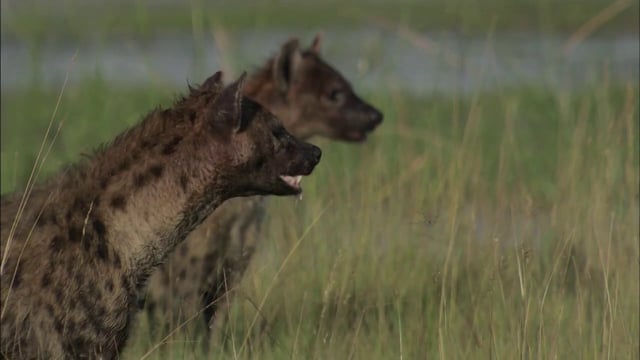 Wildlife Documentary on Vimeo