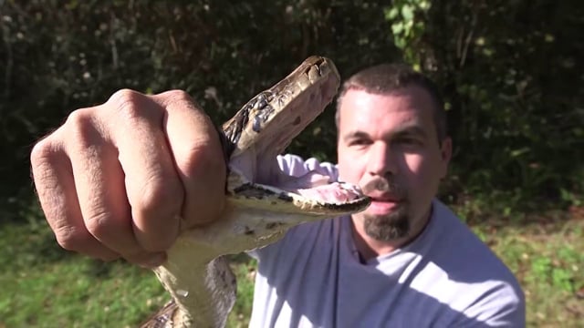 Python TV on Vimeo