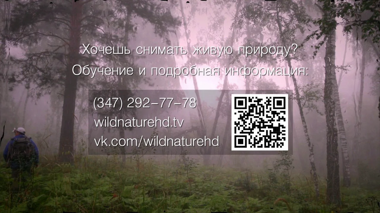 Канал живая природа. Живая природа канал. Wildnaturehd.