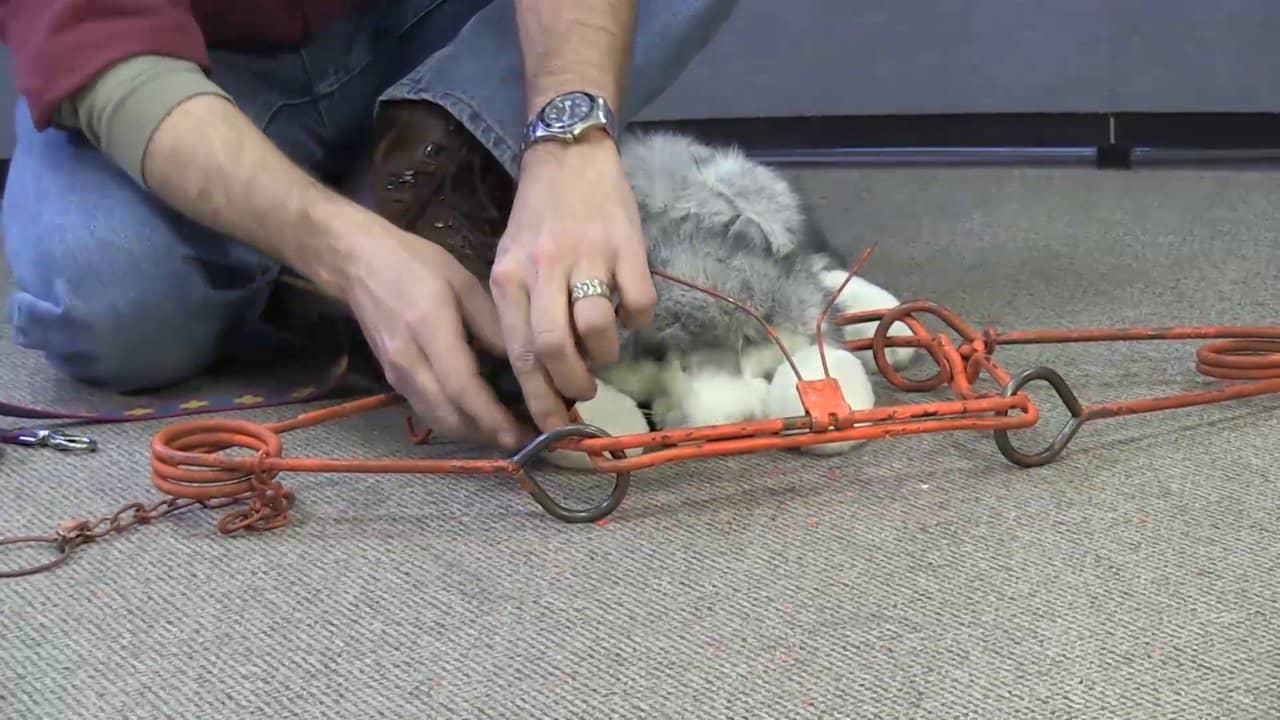 How to Release a dog from a bodygrip trap (also known as a Conibear