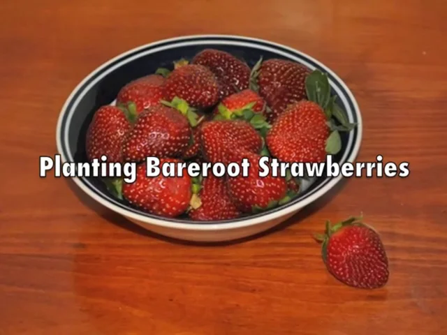 Growing Strawberries — Roots to Fruits Nursery