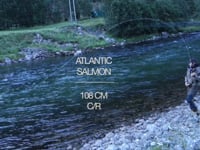 13 kg atlantic salmon catch and release