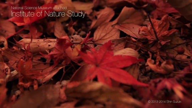 Poésie d'Automne