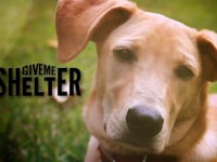 Four minute teaser for new series on Nat Geo Wild about animal rescue, GIVE ME SHELTER.
